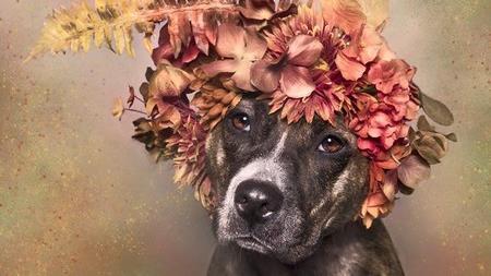 扭轉兇猛形象　花環比特犬超萌登場！