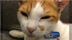 貓站長_咪咪(圖/翻攝自貓站長的生活札記臉書)