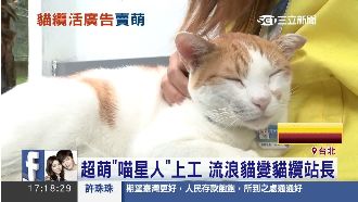貓纜「咪咪站長」　最愛遊客摸下巴