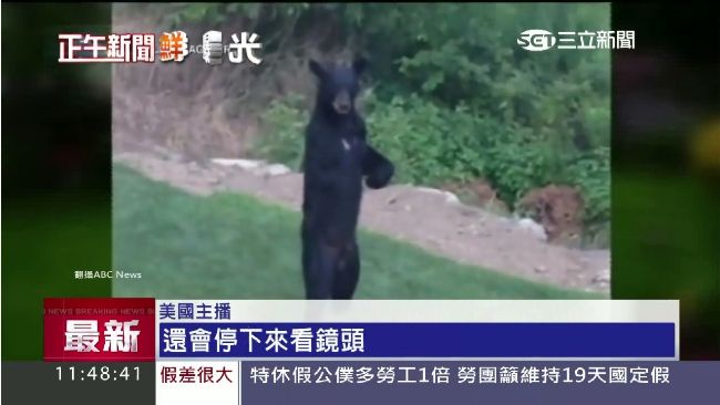 美「走路熊」網路暴紅　真相令人鼻酸