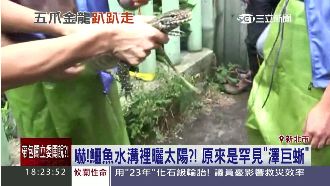 五爪金龍趴趴走　都市水溝驚見鱷魚？