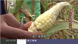 肯亞飢餓城　百萬農民心血全泡湯