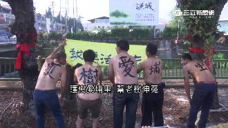 移除老茄冬樹改植櫻花　埔里公所挨轟