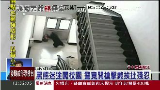 中國黑熊誤闖校園　遭警方麻醉後擊斃