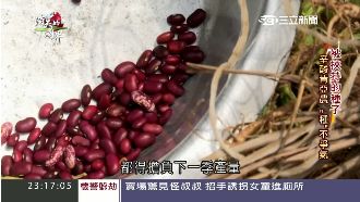 基改種子不發芽　農民年年買高價種子