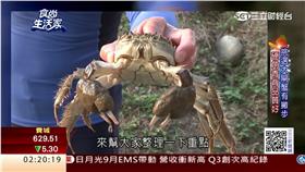 大閘蟹_天然(圖/翻攝自食尚生活家)