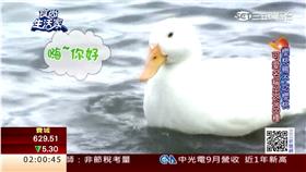 食尚生活家／櫻桃鴨