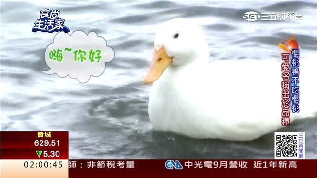 櫻桃鴨爆紅　靠的是花蓮在地好水！