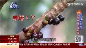 樹幹長出葡萄! 果實多汁 香氣特殊 | 食尚生活家 | 三立財經台CH88