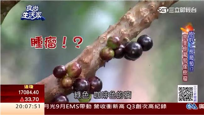 「葡萄」長在樹幹上　果實多汁香氣特