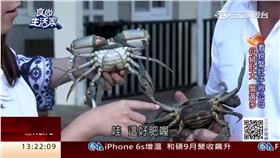 食尚生活家：引海水養蘭陽蟳 蟹黃蟹膏鮮甜濃郁
