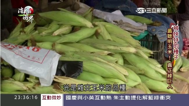 富豪出資研發玉米　盼解非洲糧食問題