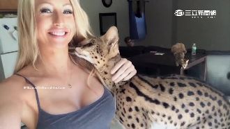 非洲大貓躺辣模胸前　撒嬌叫「媽媽」