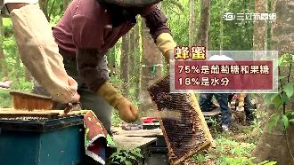 網傳蜂蜜能抗癌　專家：僅限動物實驗