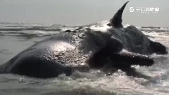 搶救擱淺10小時　抹香鯨還是走了