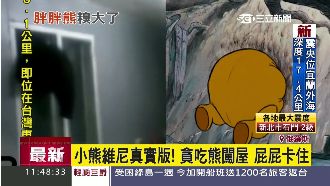 貪吃「維尼熊」闖屋　屁屁卡窗超爆笑