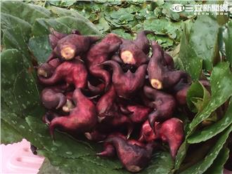 超級菱角吃魚又吃肉！口味重鹹吃很大