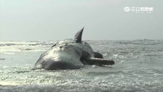 鯨魚魂斷溪口　30顆牙遭拔剩10顆