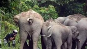 大象-圖／翻攝自Doa Ibu YouTube