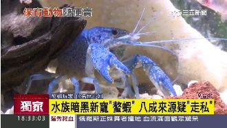 成本51元賣4萬！螯蝦來源疑是走私