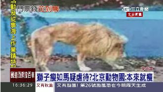 獅子瘦到剩下皮　園方：胖瘦無關健康