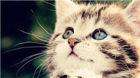 名家_卡卡洛普_你可能不知道的《貓咪冷知識》你知道貓嚐不出什麼口味嗎？