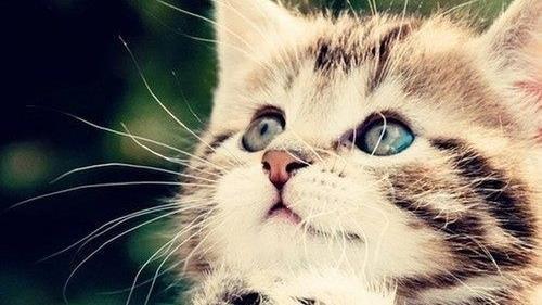 酸甜苦辣鹹　猜猜貓星人嚐不出哪一味