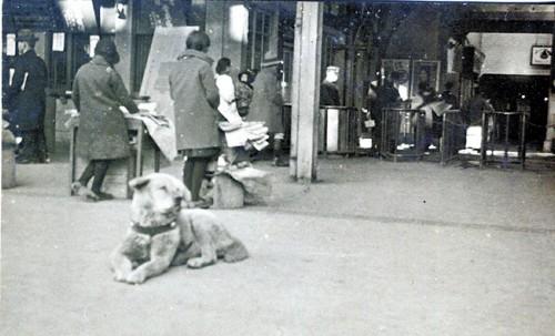 忠犬八公照片曝光　回眸眼神令人心碎