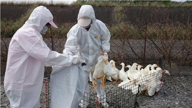 屏東爆H5N2禽流感　全數撲殺消毒