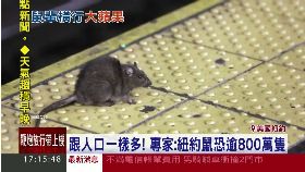 紐約爆鼠患1700