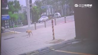 停紅燈騎士無辜被撞　愛狗驚慌逃跑