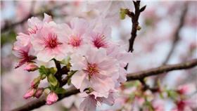 櫻花／flickr

https://www.flickr.com/photos/quintinmarkkimo/13469201005/in/photolist-mwebcx-edvVav-qXY6cy-rSEWKS-rUQNRE-rCp3Uf-mwf5pr-mwf5ba-mweGYa-rDV8B5-edBEvo-edBzUs-mweuXt-mwgjkb-mwejJH-ecdBaB-rCvGDF-9makpD-ebLgn6-jfzUb5-edBzCC-mwew6k-mwevwe-mwf236-mwgckE-mwekgp-mwek3i-mwg8XY-mwfZ9A-mwew7k-mweqAT-mwg7RE-rCvGXX-mY6WtY-mwggvJ-mweqXz-mwg1Sf-edvXvt-edBzLY-mwf1st-mwepsk-mwePRi-mwfYRS-5zLnvh-ecMj9Y-mwePgk-9mcfkb-edBCLh-mwevrV-mwg8Q3