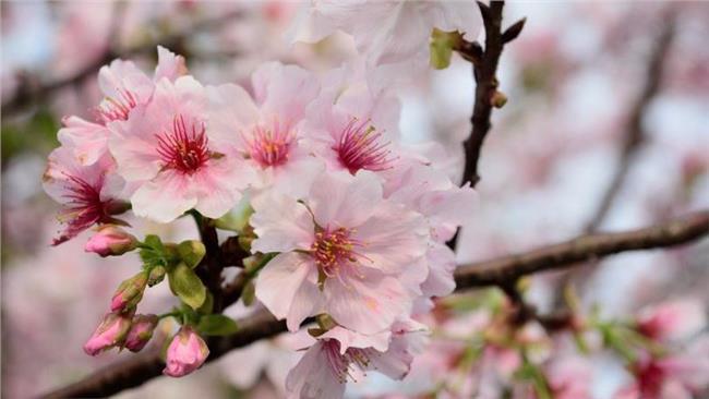 颱風+秋老虎　全台櫻花「受騙」綻放