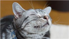 CAT(FLICKR@K-nekoTR)