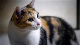 花貓、貓、三色貓／flickr

https://www.flickr.com/photos/kurt-b/12473529633/in/photolist-k1f6MK-7mJwvQ-8U9Yty-p3ttK1-7XJMrp-qDqUR-aNpj3M-6ZA4ui-96THuz-dUqdC3-8xkAck-8TZsqe-ap5Akm-hLRTG1-wB3ttY-neb6FL-7jxJnX-83WW5p-vLqV34-91Vg2s-8u96xd-7WU5fH-7WU4Wz-74FJ5e-8f7gz1-brWFmk-6EtecB-6GHHbB-7WU32V-74FLpT-74KDMh-74FLbt-74FL3x-74FKUk-74KDh9-74KDau-74KD25-74FKrB-74FKkk-74KCEw-74KCyE-74FK2z-74FJVr-74FJPa-74KC6N-74KBZW-74FJsB-74FJkK-74FJe8-4t1NuQ