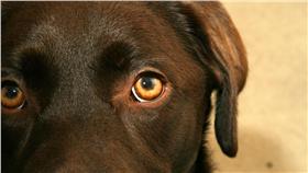 咖啡色拉布拉多狗　https://www.flickr.com/photos/shipcreak/2897885533/

Neil Barnwell，flickr