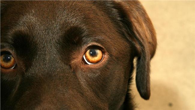 少女野外獵鳥　反遭獵犬槍擊