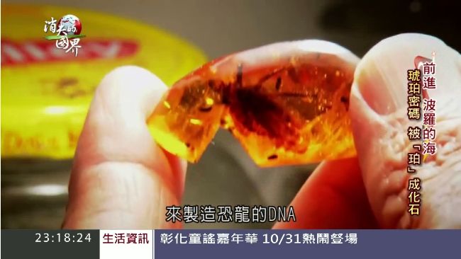 波羅的海藏珍寶　全球八成琥珀都在這