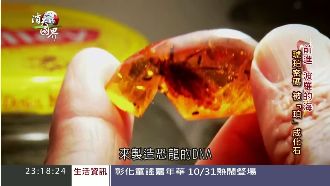 波羅的海藏珍寶　全球八成琥珀都在這