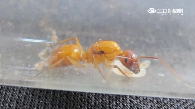療癒賺大錢! 7年級生養螞蟻月入20萬