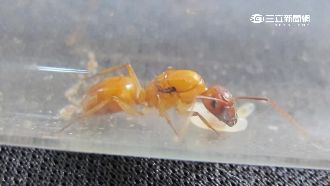 療癒賺大錢! 7年級生養螞蟻月入20萬