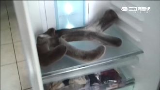 秘帖別亂吃！劣質鹿茸藥酒騙人兩百萬