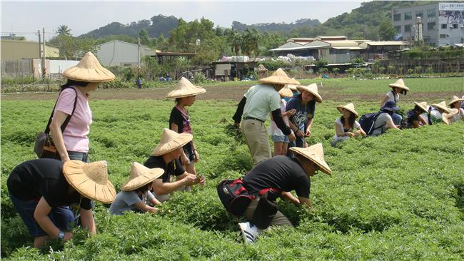野草也能變黃金？花壇花草世界樂趣多