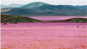 花海,沙漠,開花,仙境,颶風,水氣,乾燥▲圖／翻攝自《NEW TORK POST》
