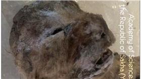 洞獅，翻攝自每日郵報