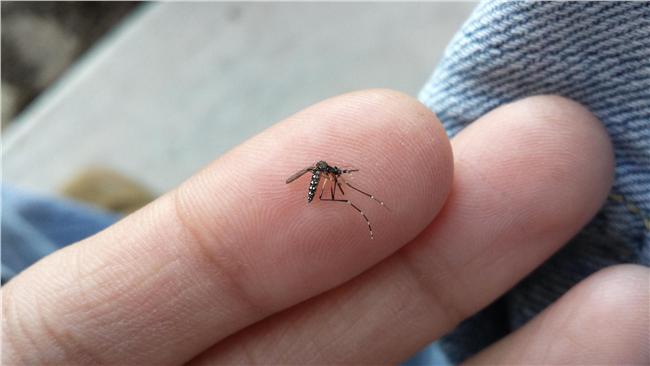 無疫苗也沒有藥可醫　茲卡病毒大爆發