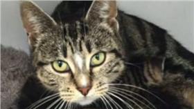 貓,喵星人,毛小孩／翻攝自metro (首圖用)