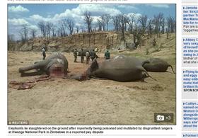 大象,辛巴威,盜獵／翻攝自每日郵報