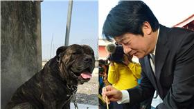 賴清德,流浪動物　圖／翻攝自賴清德臉書