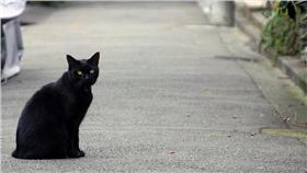 流浪貓　圖／攝影者OiMax,Flickr CC License
https://www.flickr.com/photos/oimax/3624296565/in/photolist-6wgt6P-9PjGrx-f7BaNk-4nPZc2-hQbie-KKHMo-KKTtB-KKNsd-KKXnn-KKYZK-KKKAq-KKPou-KKMHf-KKL6f-KKNYf-KKSTi-KKKsm-KKUAg-KKXBF-KKKbJ-KKZuV-KKK2q-KKNgd-KKY5c-KKLAG-KKU9z-KKMVC-KKU1F-KKUVv-KKG87-KKJAd-KKN2G-KKJT9-KKYzM-KKMoQ-KKWjk-KKTap-KKGf1-KKPxU-KKWN2-KKMPE-KKXK4-KKZfv-KKXe4-KKGLh-KKTRc-KKMuq-KKLsU-KKXv8-KKNKm